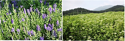 ▲ 한약진흥재단이 오는 15일까지 12종 기원 한약재 종자 분양 신청을 접수받는다.(사진왼쪽부터 황금, 식방풍 모습)ⓒ한약진흥재단