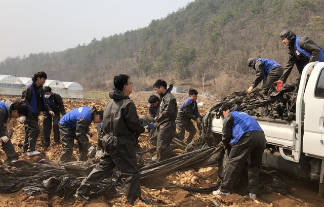 ▲ 삼성디스플레이 직원들이 영월군 남면 연당5리에서 폐비닐 수거 작업을 벌이고 있는 모습.ⓒ영월군