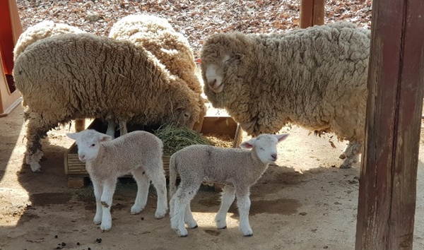▲ 지난 달 말 새로 태어난 새끼양들.ⓒ청주동물원