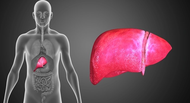 ▲ 간 이미지 ⓒ셀리버리