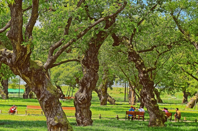 ▲ 성주 성밖숲을 테마로한 ‘500년왕버들숲으로 떠나는 생명여행’이 문화체육관광부 주관 2019생태테마관광 육성 공모사업에 선정됐다.ⓒ성주군