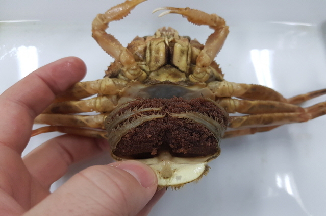 ▲ 불법포획단속에 적발된 어린 암컷대게 모습.ⓒFIRA 동해본부