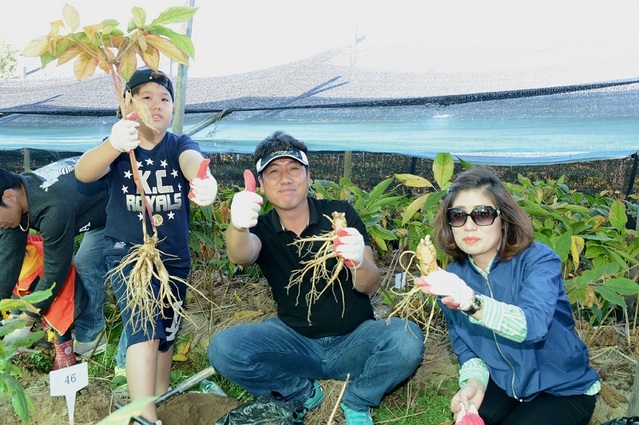 ▲ 2018년 증평인삼골 축제에 참가한 한 가족이 인삼캐기 체험을 하고 있다.ⓒ증평군