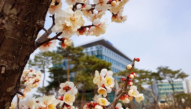 ▲ 비교적 포근한 날씨를 보인 18일 낮 세종시청사 옆에 조성된 공원에서 활짝 꽃망울을 터트린 꽃의 모습에서 봄이 왔음을 더욱 실감나게 한다.ⓒ세종시