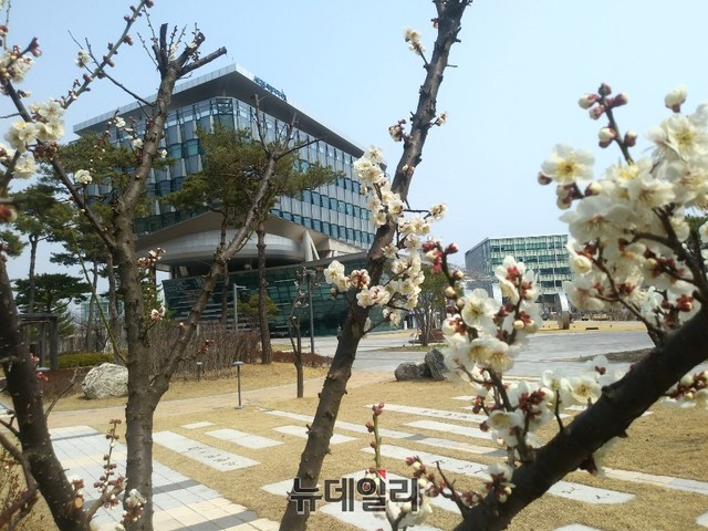 ▲ “세종, 매화꽃 만개”  최근 봄기운이 물씬 풍기고 있는 가운데 19일 낮 세종시 청사 주변 공원에 조성된 산책로에 봄소식의 전령인 매화꽃이 한겨울의 혹한을 이겨내고 수줍은 듯 활짝 꽃망울을 터트려 자태를 뽐내고 있다.ⓒ김동식 기자