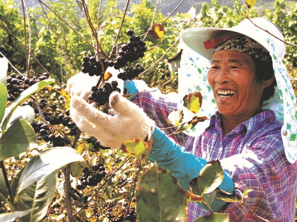 ▲ 단양의 아로니아 농가가 열매를 수확하고 있는 모습.ⓒ단양군