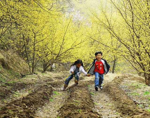 ▲ 의성군은 산수유 개화시기에 맞춰 오는 23일부터 31일까지 9일간 사곡면 산수유마을(화전리) 일대에서 ‘의성 산수유마을 꽃맞이행사’를 개최한다.ⓒ의성군
