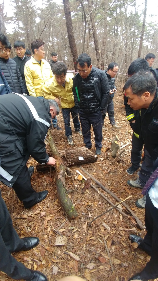▲ 충남도와 산림청 직원들이 재선충이 발생한 태안군 안면읍에서 재선충병에 감염된 소나무를 베어내는 등 방제작업을 하고 있다.ⓒ충남도
