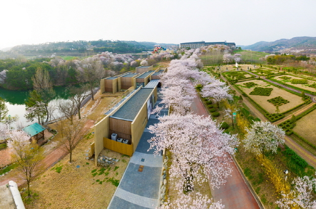 ▲ 지난해 벚꽃이 만발한 경주엑스포공원의 모습.ⓒ경주엑스포