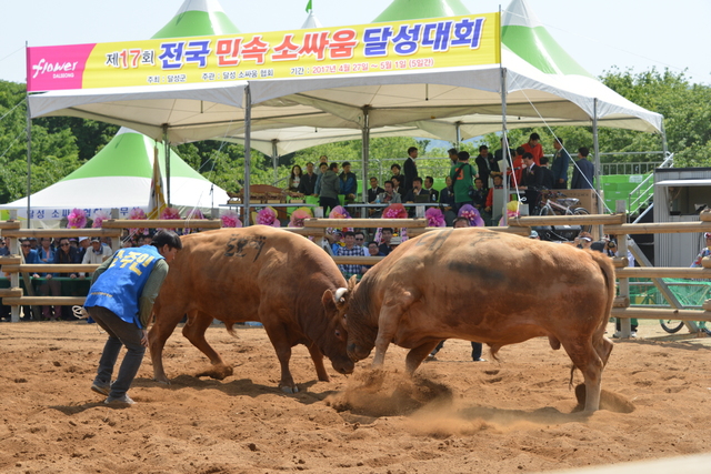▲ ‘제19회 전국민속소싸움 달성대회’가 4월4일부터 8일까지 5일동안 논공읍 달성강변야구장 옆 하천부지에서 개최된다.ⓒ달성군