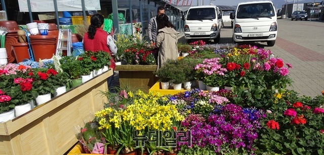 ▲ 진천군 화훼단지에서 재배된 꽃들이 진천전통시장에서 거래되고 있다.ⓒ박근주 기자