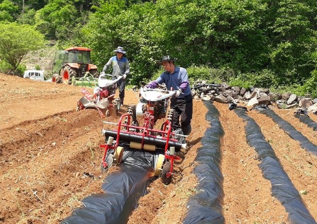 ▲ 단양농기계인력지원단이 고령자 농가 밭에서 일손을 돕고 있는 모습.ⓒ단양군