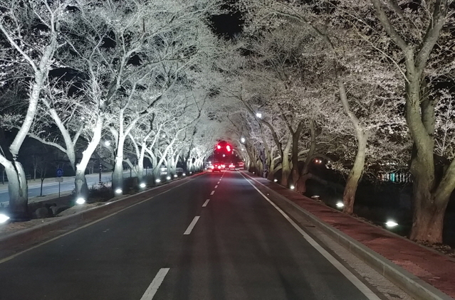 ▲ 지난해 벚꽃 야경.ⓒ경주시