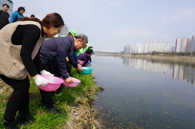 ▲ 경주시가 형산강에 은어 치어 3만여 마리를  방류하고 있다.ⓒ경주시