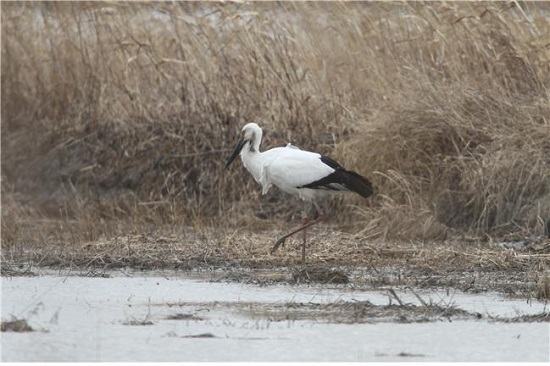▲ 해남에서 촬영된 A09.(사진제공 오영상)ⓒ한국교원대