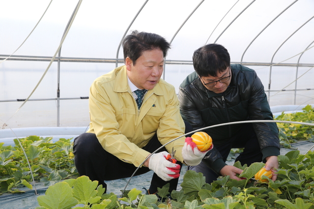 ▲ 이병환 성주군수(왼쪽)가 참외농가에서 농민과 함께 참외를 수확하고 있다.ⓒ성주군