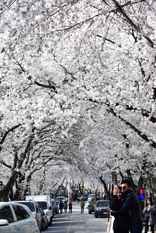 ▲ 지난해 벚꽃이 만개한 청풍면 일원에서 젊은 여인이 기념사진을 핸드폰에 담고 있다.ⓒ제천시