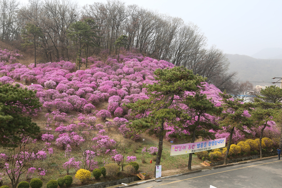 ▲ 진달래가 만개한 효성 안양공장 진달래동산. ⓒ효성