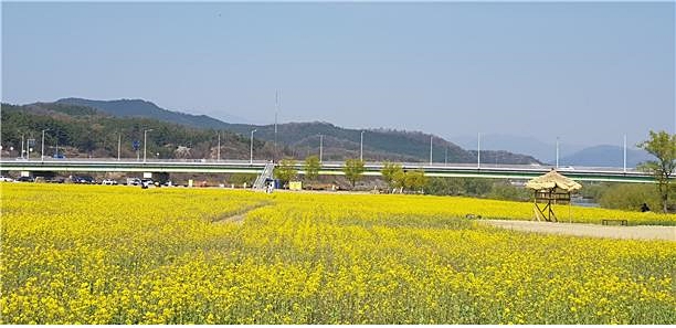 ▲ 대구 금호강 하중도 유채꽃단지가 6일부터 오는 5월 6일까지 한 달간 개방된다.ⓒ대구시