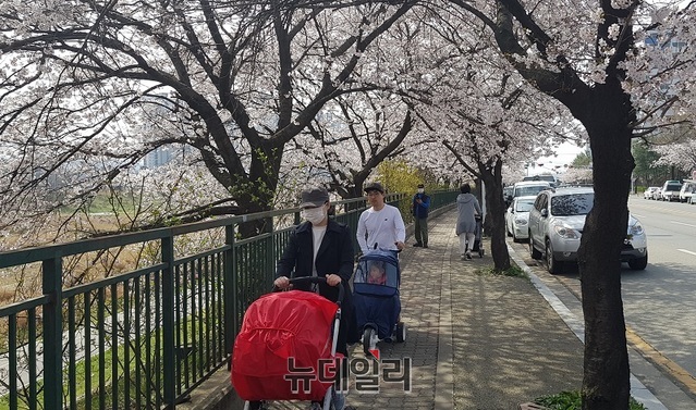 ▲ 7일 충북 청주시 무심천에 벚꽃이 만개했다. 시민들이 어린 아이를 유모차에 태우고 무심천에 흐드러지게 핀 벚꽃을 구경하고 있다.ⓒ김정원 기자