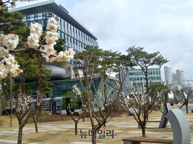 ▲ 8일 오후 맑고 포근한 봄날씨를 보인 가운데 세종시청 주변 공원 산책로에 봄의 전령인 매화꽃이 아직도 활짝피어 있어 지나는 이들의 눈을 즐겁게 해주고 있다.ⓒ김동식 기자