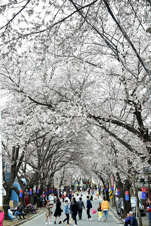 ▲ 청풍면 물태리 일원 벚꽃이 만개한 모습.ⓒ제천시