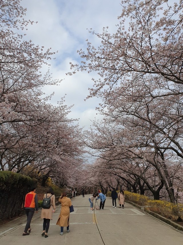 ▲ SK인천석유화학의 벚꽃동산 산책로 ⓒ[인천=뉴데일리 송승근 기자]