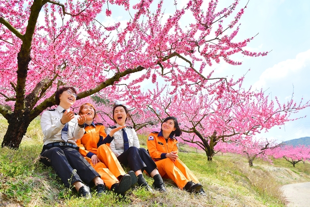 ▲ 청도군에는 분홍빛 복사꽃이 만개해 있다.ⓒ청도군