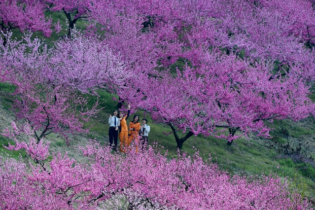 ▲ 활짝 핀 복사꽃 전경.ⓒ청도군