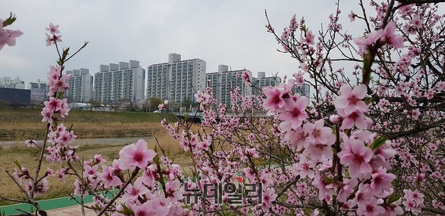▲ 하얀 벗꽃이 떨어진 데 이어 충북 청주시 상당구 무심천에는 분홍색 복숭아꽃이 활짝 펴 시민들을 즐겁게 해주고 있다.ⓒ김정원 기자