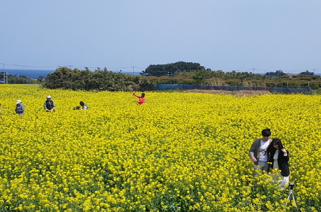▲ 포항 호미반도 경관농업 유채꽃단지 모습.ⓒ포항시