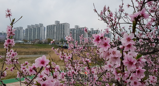 ▲ 휴일인 14일 낮 청주 무심천 용암동 근처에 복사꽃을 닮은 분홍빛 벚꽃이 뒤늦게 활짝 모습을 드러내 지나가는 이들에게 눈길을 끌었다.ⓒ김정원 기자