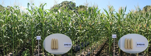 ▲ 신품종 옥수수 태양찰(왼쪽)과 생명찰.ⓒ충북농산사업소