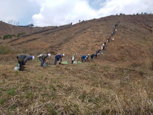 ▲ 지천면 심천지구에 조성한 옻나무.ⓒ칠곡군