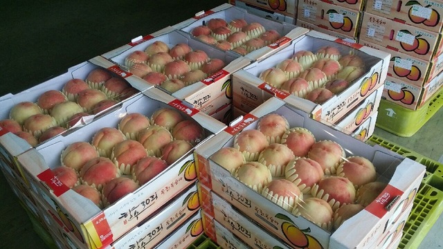 ▲ 2018년 옥천군에서 생상된 복숭아.ⓒ옥천군