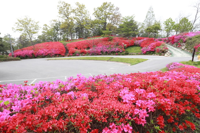 ▲ 남산공원 일대가 봄이 무르익으면서 울긋불긋 봄꽃이 만개해 있다.ⓒ예천군