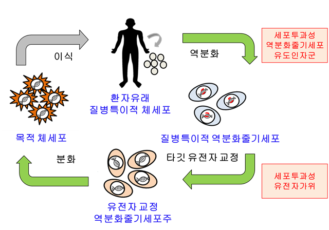 ▲ 셀리버리가 선천적 유전질환 치료를 위한 유전자교정 줄기세포치료법 개발에 성공했다. ⓒ셀리버리