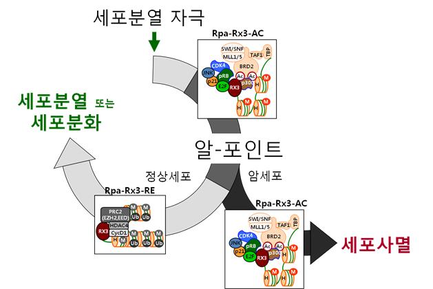 ▲ 알-포인트에서 세포분열과 세포사멸을 결정하는 분자적 기전
세포가 분열 자극을 받으면 Rpa-RX3-AC 단백질 복합체를 형성하며 약 3시간 후 알-포인트 결정이 내려진다. 정상세포에서는 Rpa-RX3-AC 복합체가 Rpa-RX3-RE 복합체로 전환되고 세포분열 또는 세포분화를 시작하거나, Rpa-RX3-AC 복합체가 그대로 유지되어 세포사멸되어야 한다. 암세포에서는 RUNX3(그림의 RX3)가 없어서 적절한 알-포인트 결정을 할 수 없게 되고, 분열해서는 안 될 세포가 분열하고 죽지 않음으로써 암이 발생한다.ⓒ한국연구재단