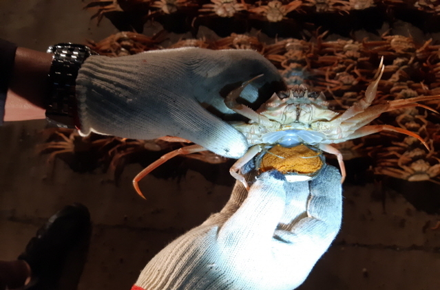 ▲ 증거물로 압수된 대게암컷.ⓒ포항해경