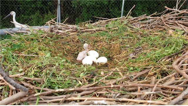 ▲ 교원대 황새생태연구원은 1일 지난달 24일 2009년생 황새 번식쌍 사이에서 올해 첫 부화가 시작됐다고 밝혔다. 사진은 황새 어린 새끼 1마리가 알을 깨고 세상밖으로 나온 모습이며 나머지 4개의 알은 부화중이다.ⓒ교원대 황새생태연구원