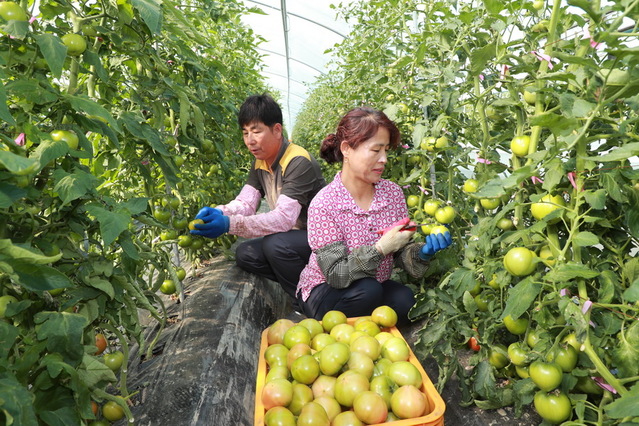 ▲ 예천 토마토는 감천면 시설하우스 단지를 중심으로 유천면과 개포면 일대 80여 농가 40㏊에서 재배되고 있으며, 주 출하기는 5월 초부터 6월 중순까지이다.ⓒ예천군