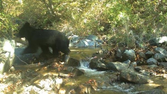 ▲ 까만색 새끼 반달곰이 DMZ내 개울을 건너는 모습이 작년 10월 국립생태원이 설치한 '무인생태조사 장비'에 포착됐다.ⓒ환경부 제공