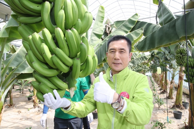 ▲ 이강덕 포항시장이 흥해 망천리 소재 농장에서 바나나 수확 체험을 하고 있다.ⓒ포항시