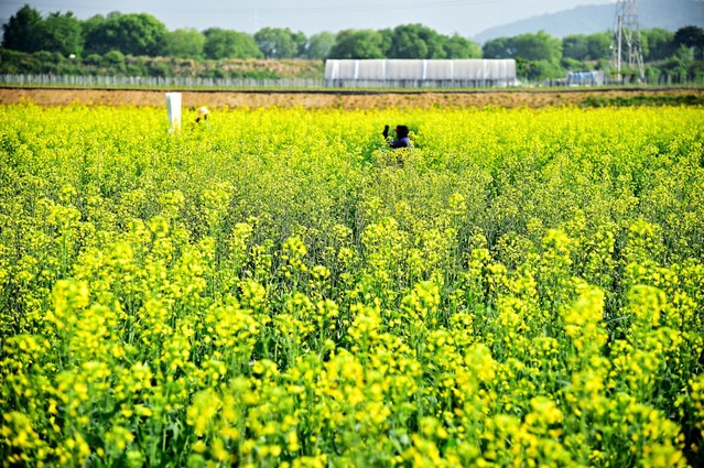 ▲ 노랗게 물들은 제천 의림지뜰 유채꽃밭.ⓒ제천시