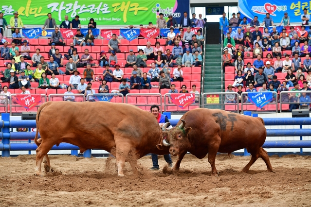 ▲ 개막식에서 열린 소싸움 장면.ⓒ청도군