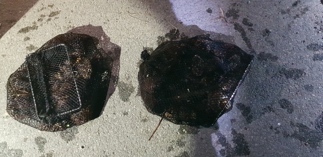 ▲ 증거물로 압수한 전복.ⓒ포항해경