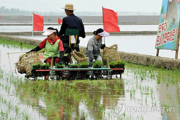 ▲ 북한 농촌의 모내기 모습ⓒ[사진=연합뉴스]