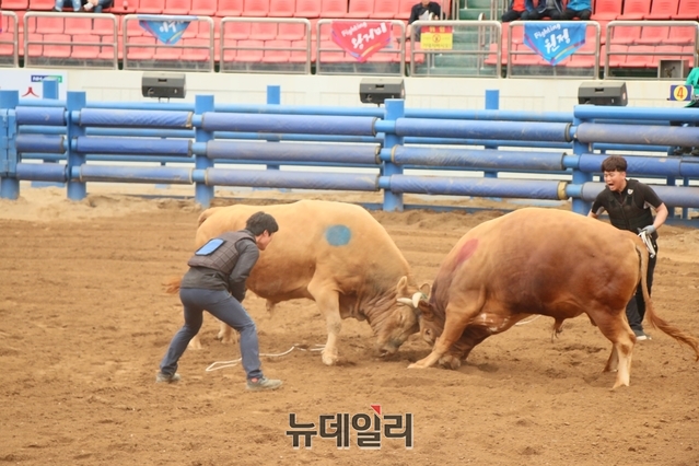 ▲ 19일 열린 갬블방식 경기는 순간순간 손에 땀을 쥐게 싸움소들의 격렬한 경기로 짜릿함과 긴장감을 더해 색다른 재미를 선사했다.ⓒ뉴데일리