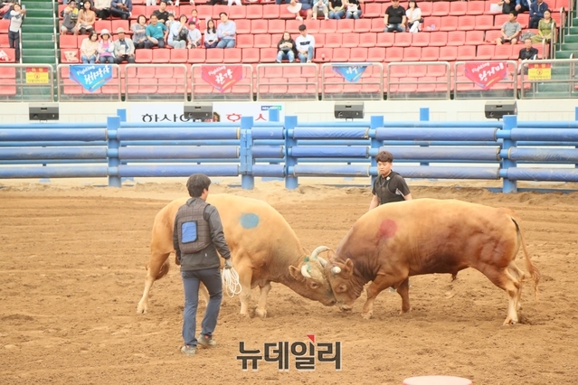 ▲ 이번 소싸움은 전통민속소싸움 방식으로 대백두급, 소백두급, 대한강급, 소한강급, 대태백급, 소태백급의 6개 체급으로 체급별 소싸움대회가 개최됐다.ⓒ뉴데일리