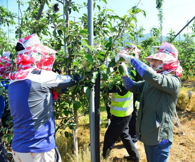 ▲ 22일 제천시의회 의원들과 의회사무국 직원들이 제천시 봉양읍 한 과수 농가에서 적과 작업을 하고 있다.ⓒ제천시의회